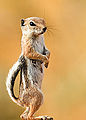 86px-White_Tailed_Squirrel